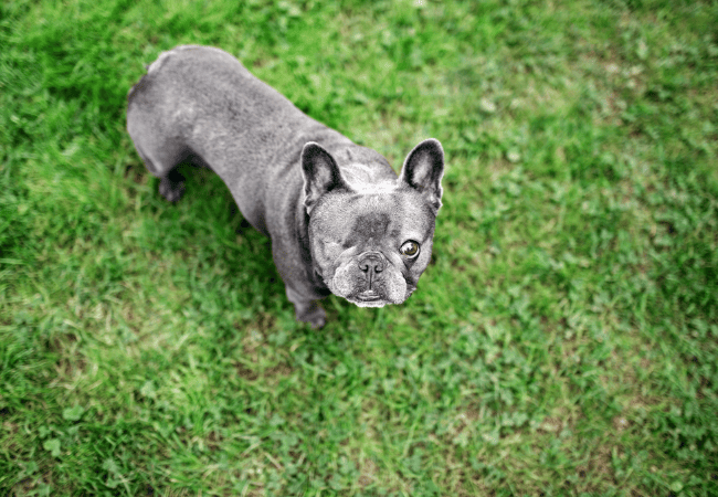 dog with one eye outside