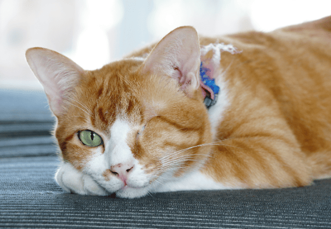 Enucleations - Neighbourhood Pet Clinic