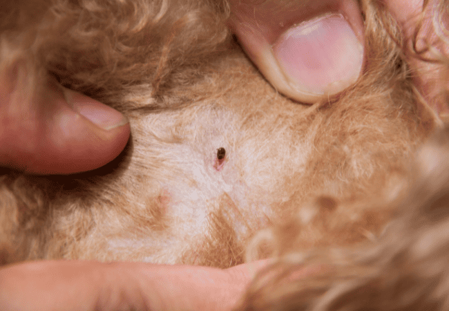 dog with ticks