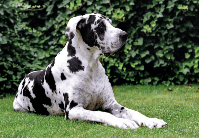 great dane laying in the grass