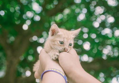 hand holding the cat