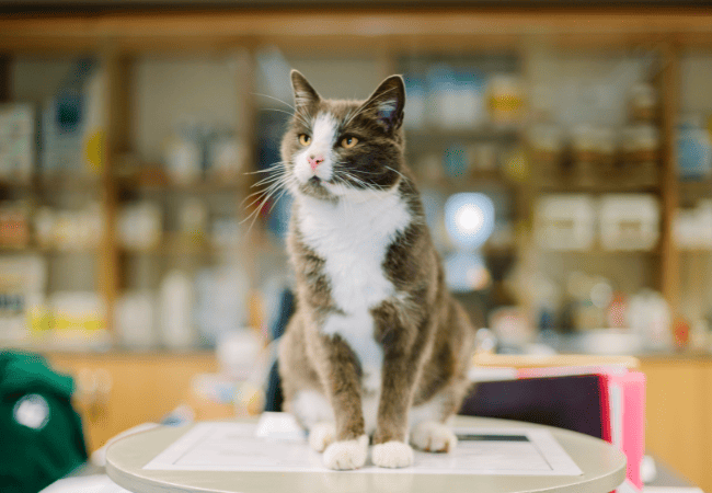 cat in the vet clinic