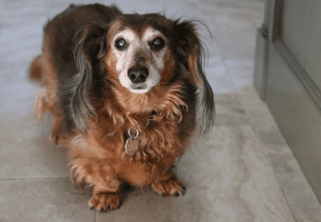 palliative care 1 (1) elderly dog