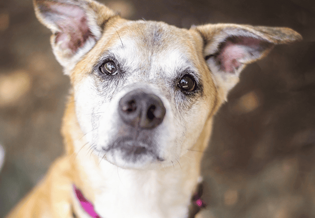 senior dog
