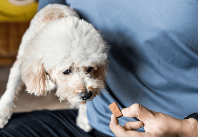 dog getting heartworm medicine