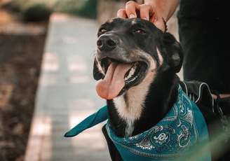 pet’s product needs