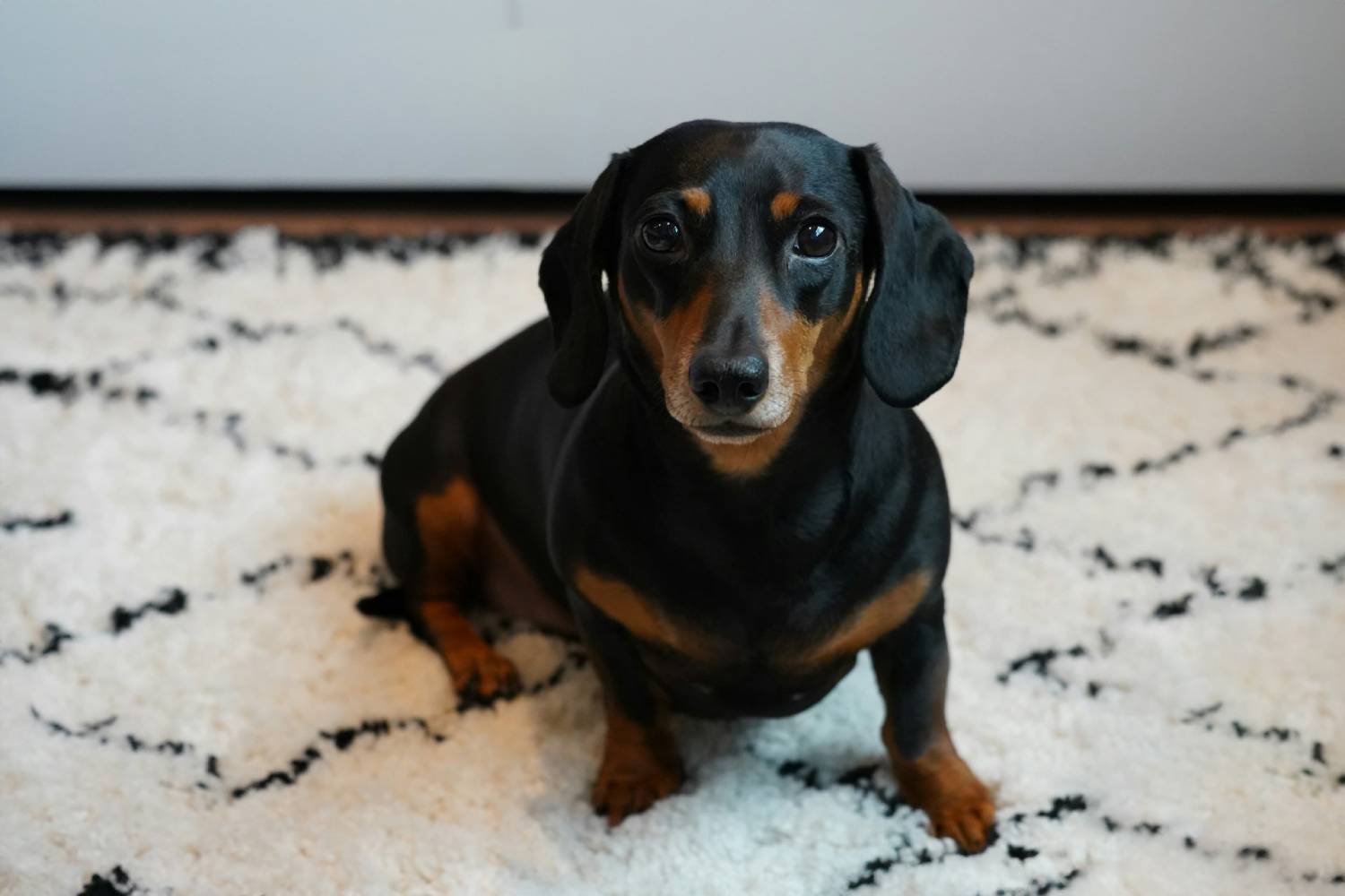 puppy sitting on floor