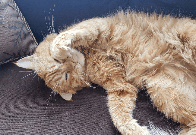 senior cat laying down