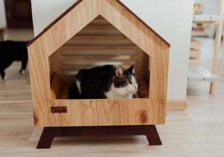 vet-approved pet products