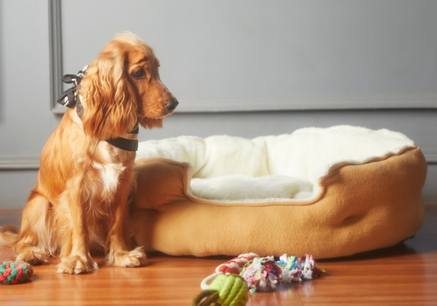 vet-approved products