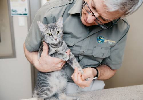 vet-holding-cat