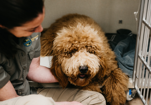 Vet With Pet