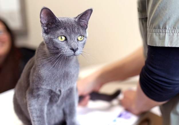 Cat sitting on a table