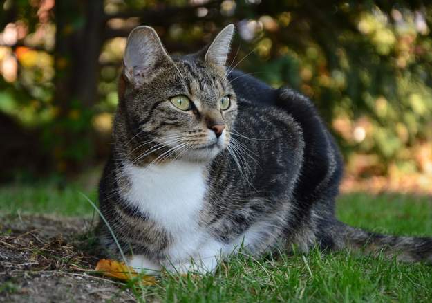 Cat sitting under tree shadow