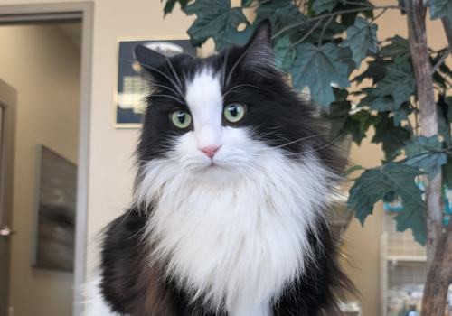 Cute kitten looking at the camera