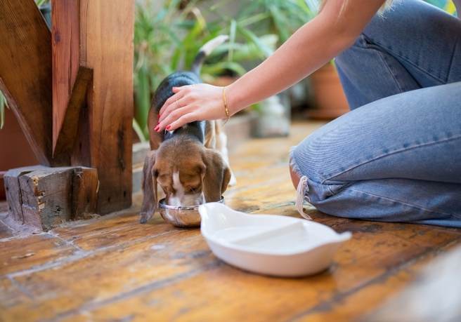 Cute puppy eating food