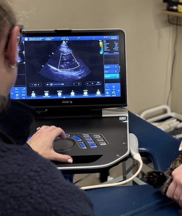 Doctor inspecting a ultrasound