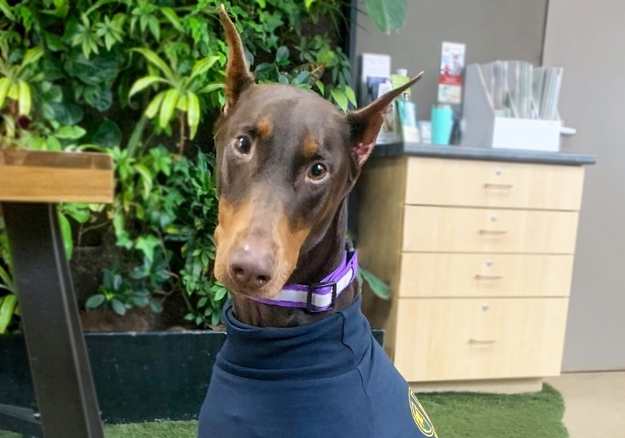 Dog looking at the camera