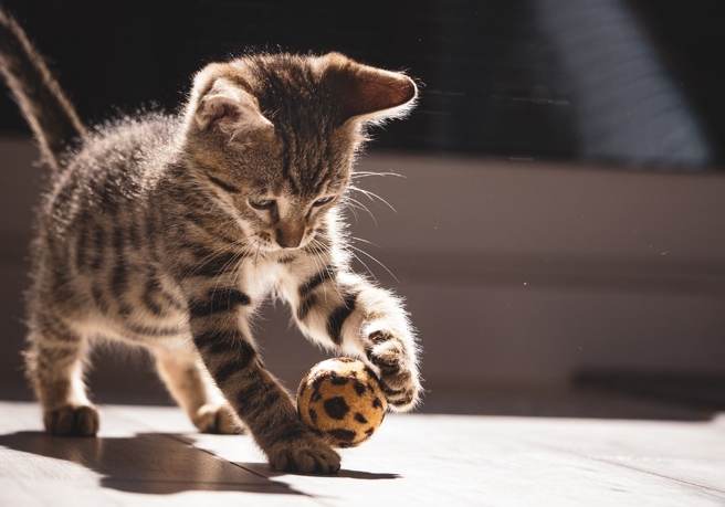 Kitten playing with a ball