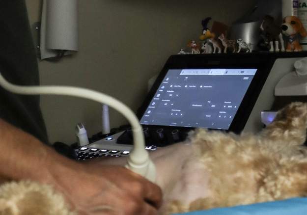 Pet getting ultrasound