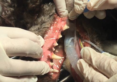 Puppy getting dental treatment