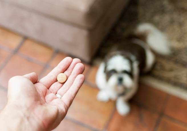 Puppy having medicine