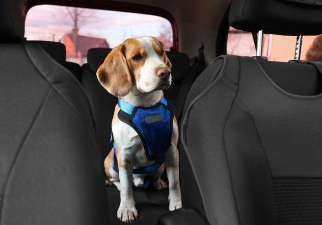 Puppy sitting in the back seat