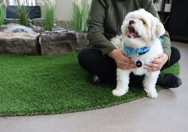 Puppy sitting on the grass with parent