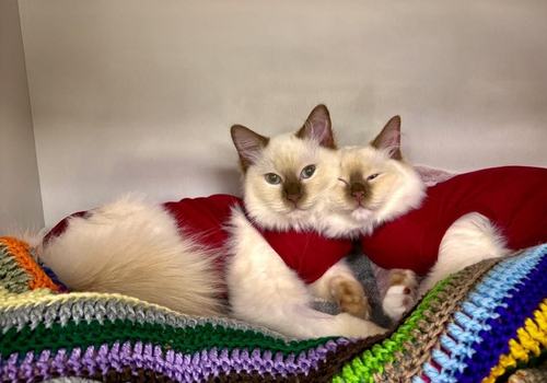 Two kittens sitting together