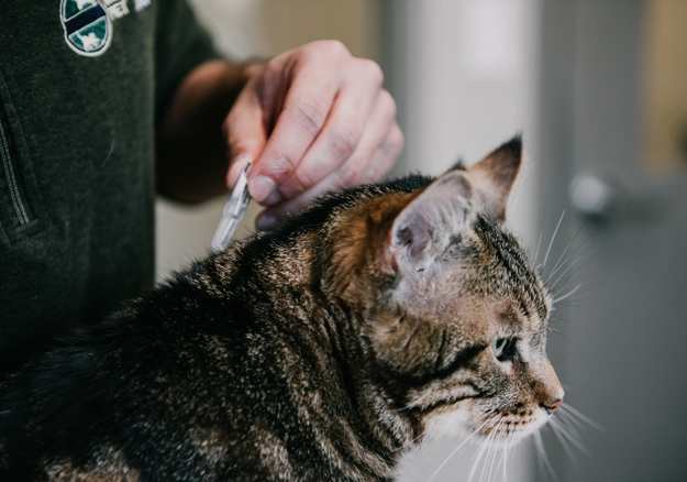 cat taking it's medicine