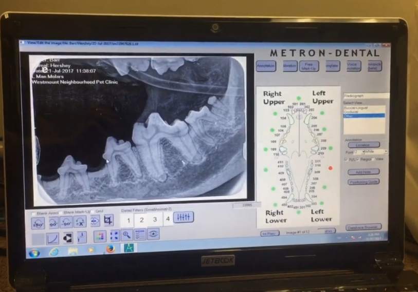 pet dental imaging