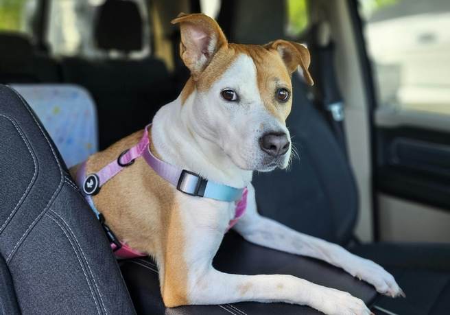 puppy sitting in a car
