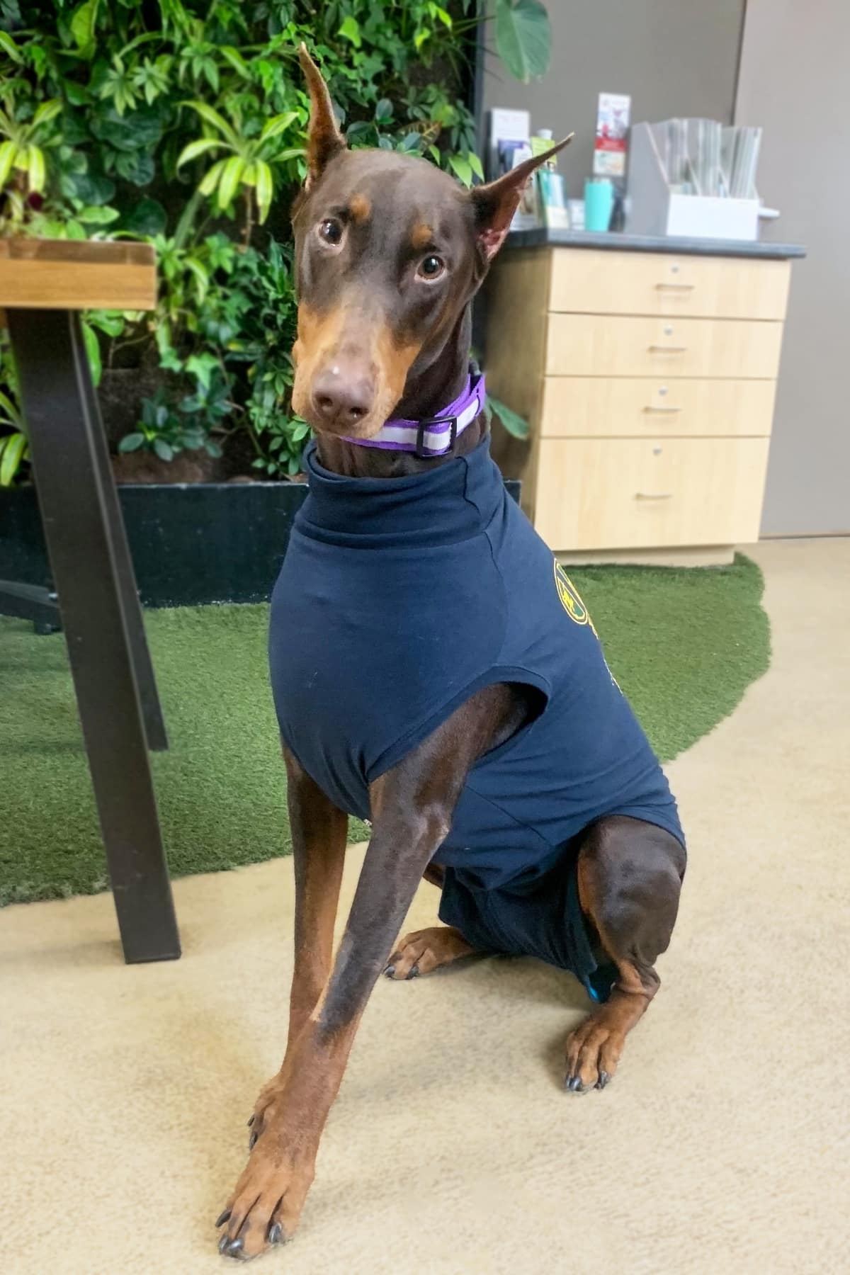Dog looking at the camera