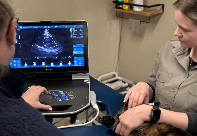 Ultrasound scan to pet